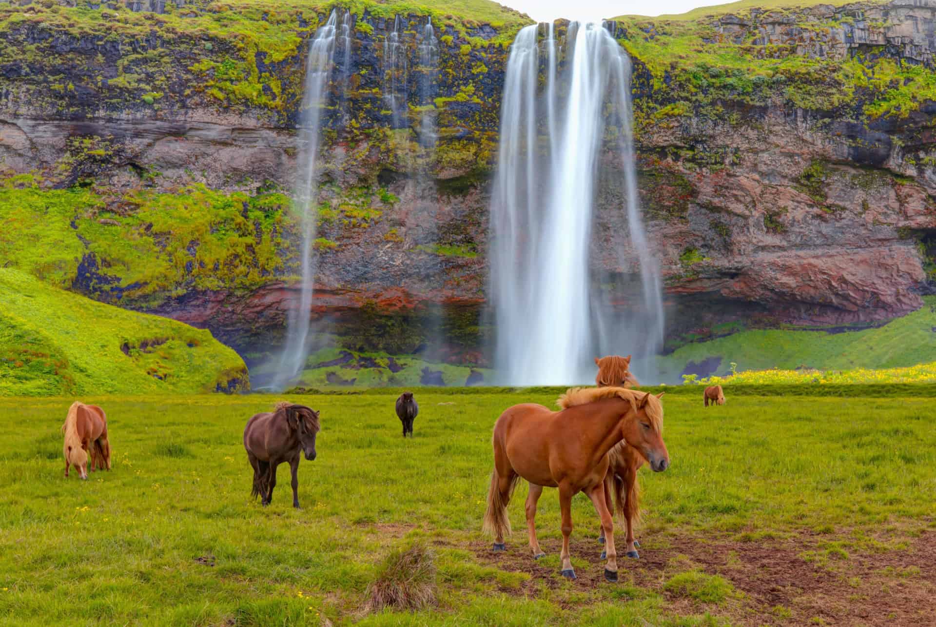 seljalandsfoss chevaux