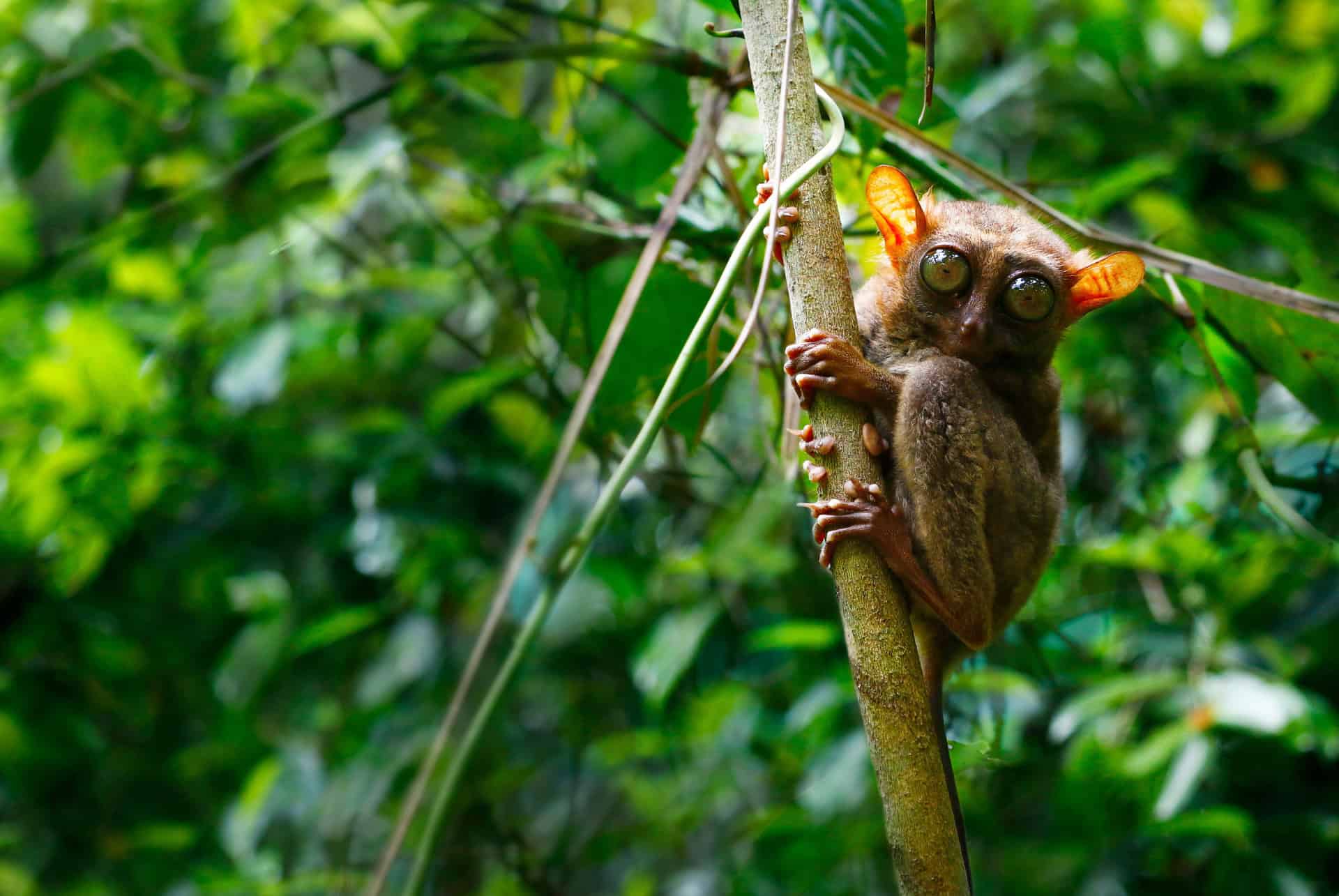 tarsiers aux philippines