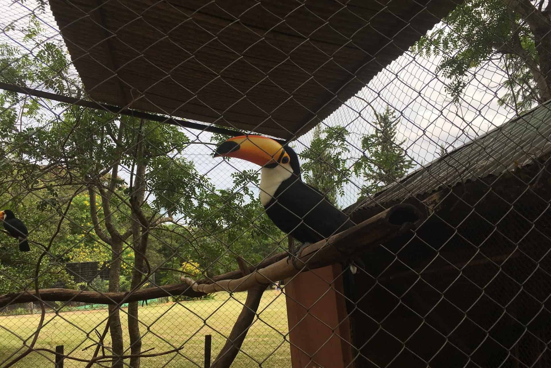 toucan zoo asuncion