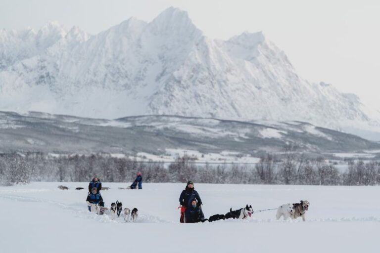 Tromsø : Aventure amusante en chien de traîneau