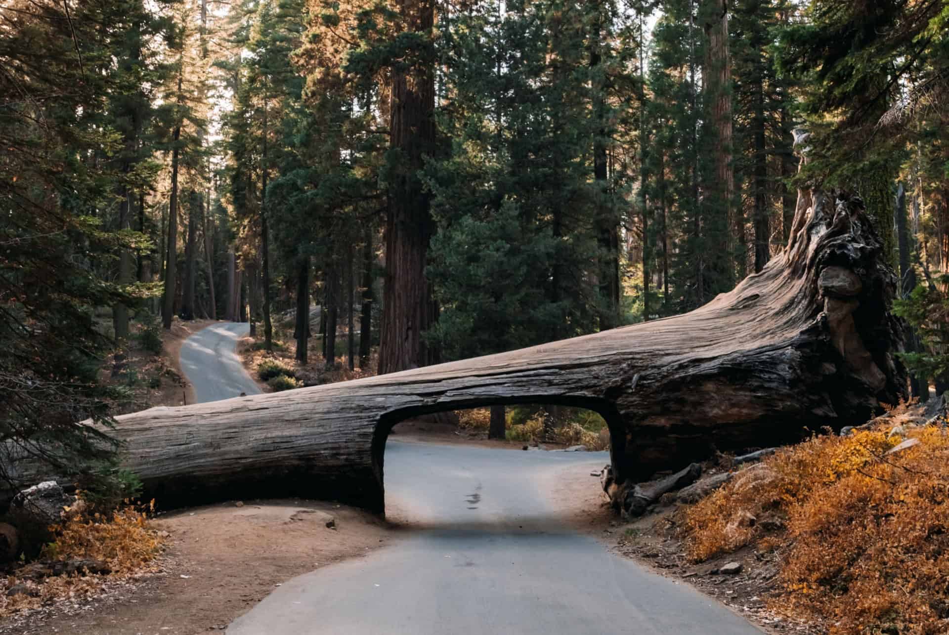 tunnel log