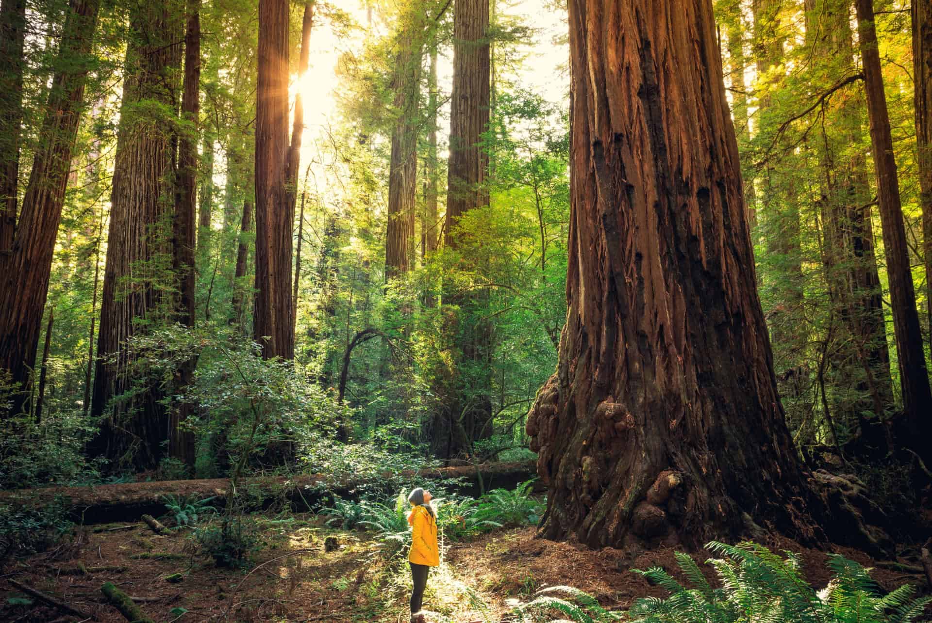 visiter sequoia park femme