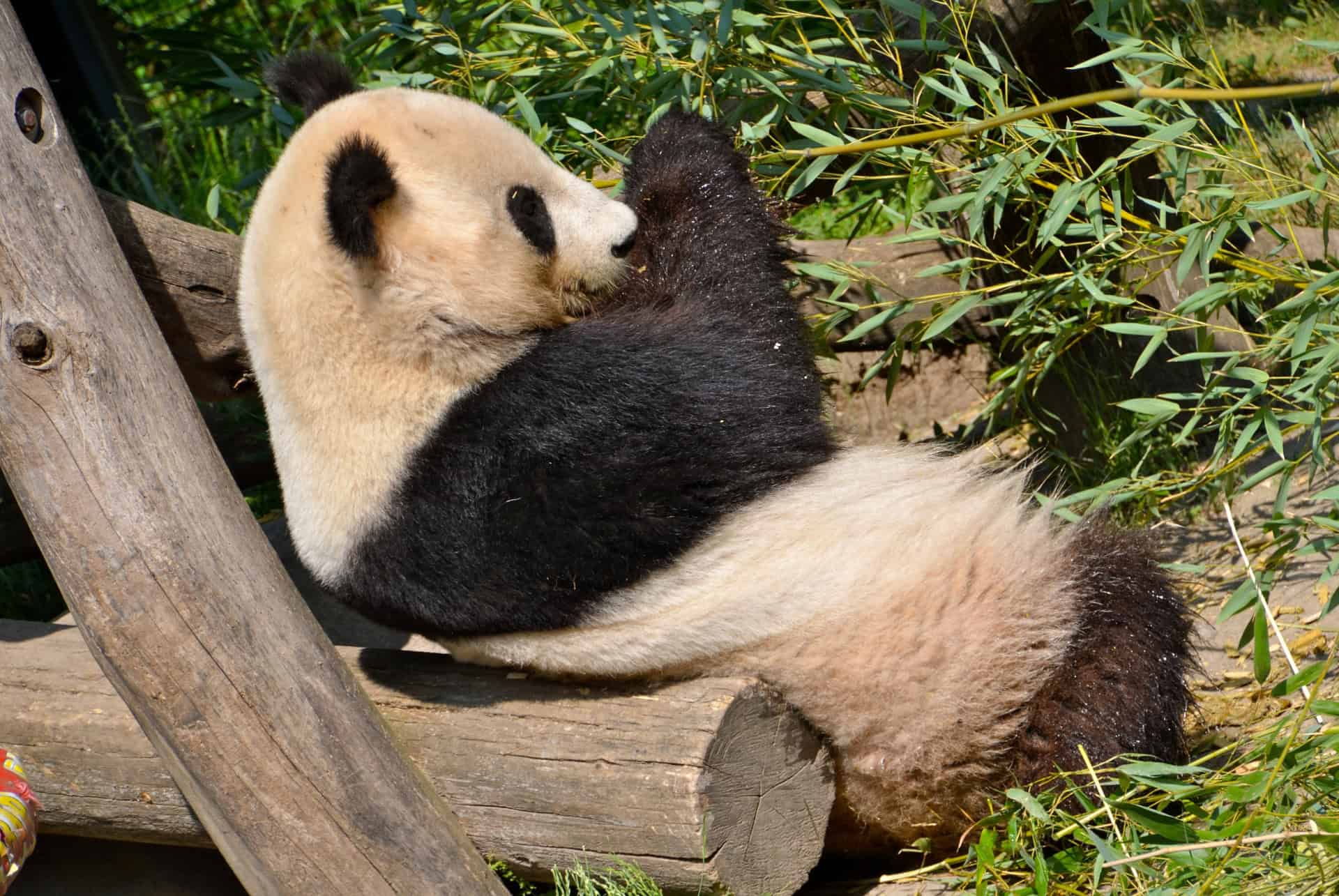 zoo de schonbrunn