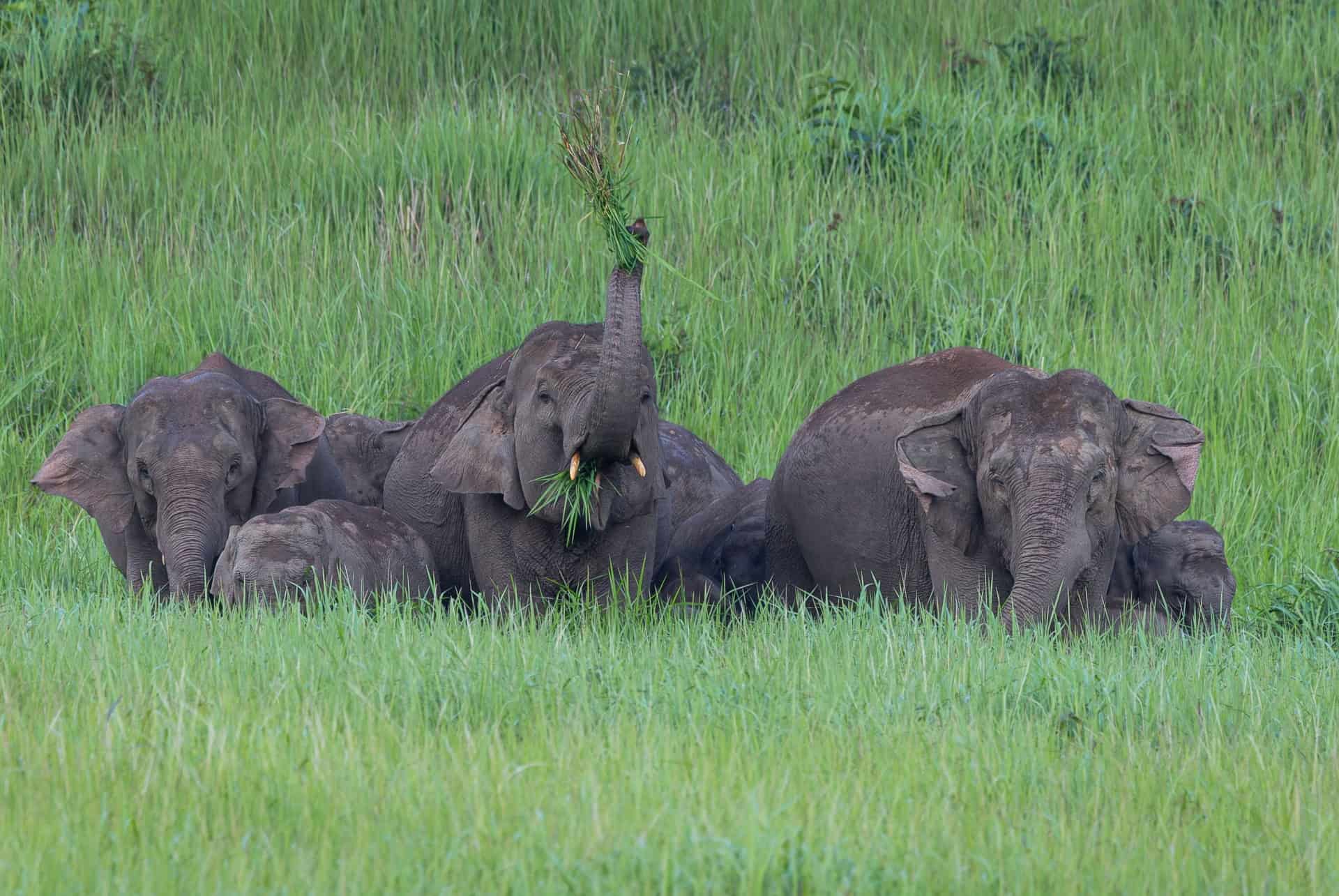 Parc national de Khao Yai