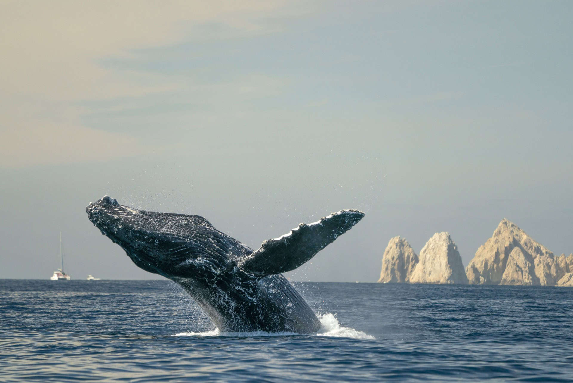 baleine au cabo san lucas