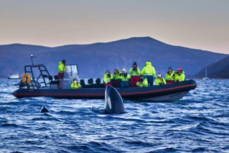 Observation des baleines dans le Skjervoy