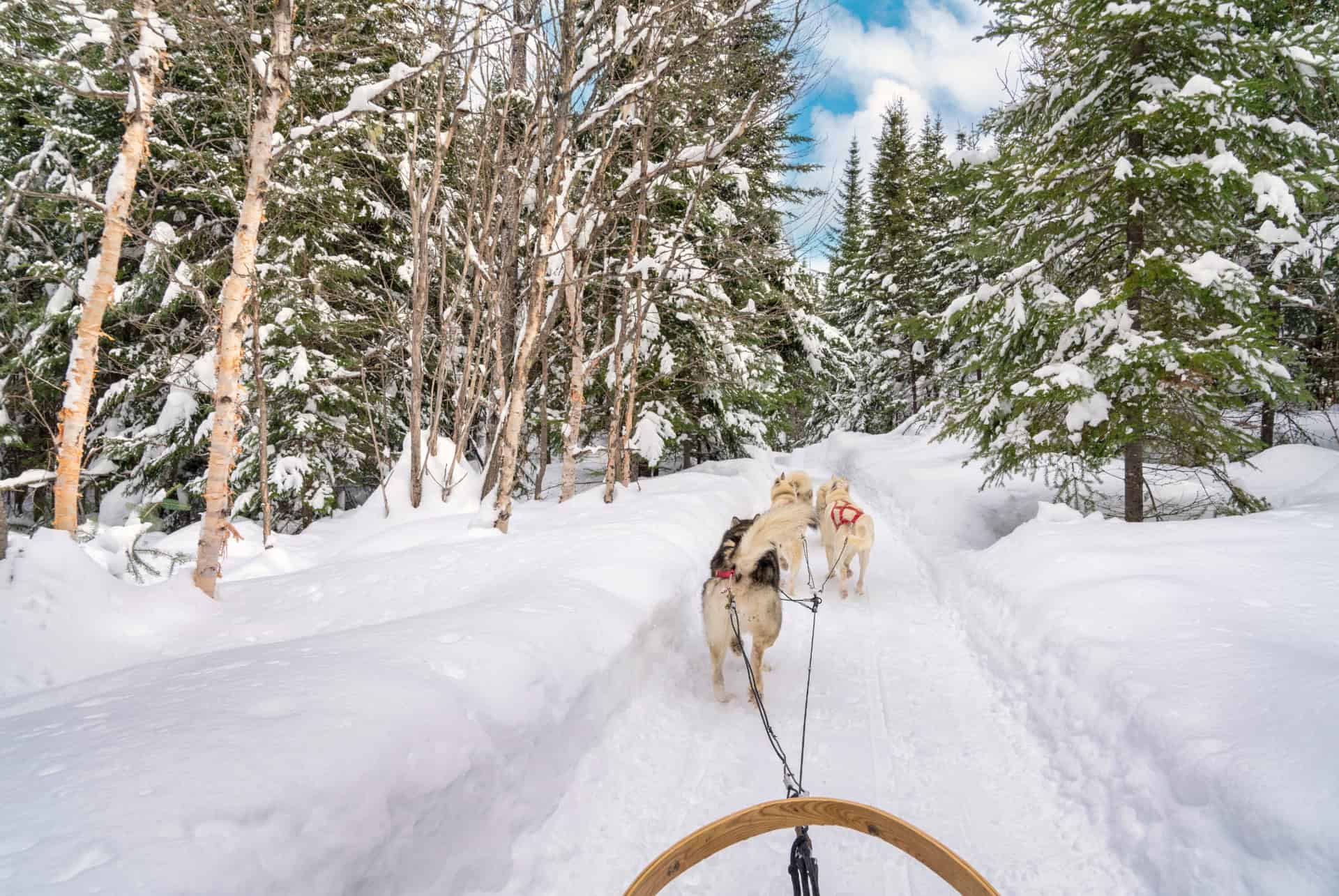 chien de traineau hautes alpes