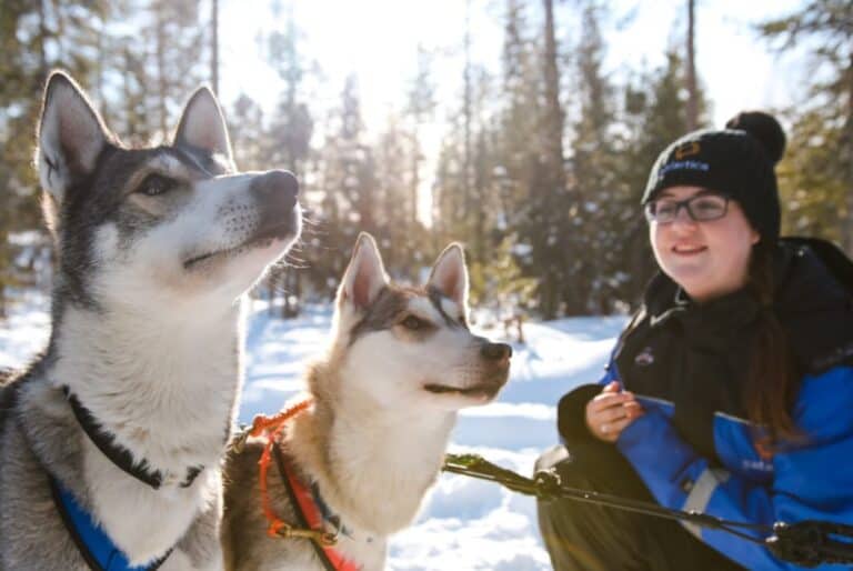 Excursion guidée en traîneau à huskies et aurores boréales à Kiruna