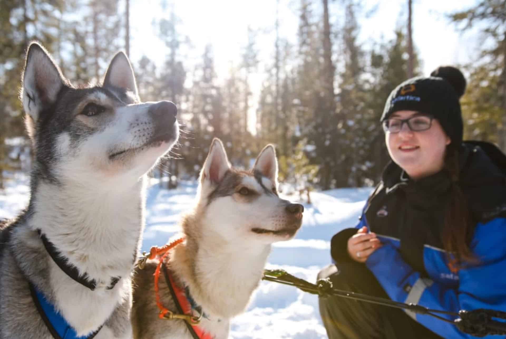 chiens huskies