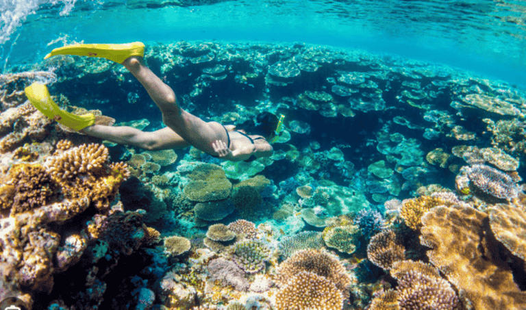 Croisière en catamaran et plongée en apnée