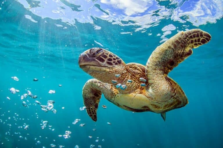 Plongée en apnée à Pearl Island et Rose Island avec déjeuner