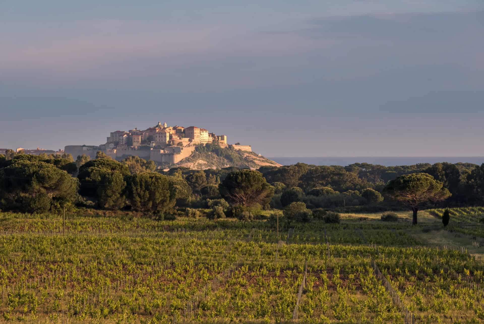 excursion vigneron autour de calvi