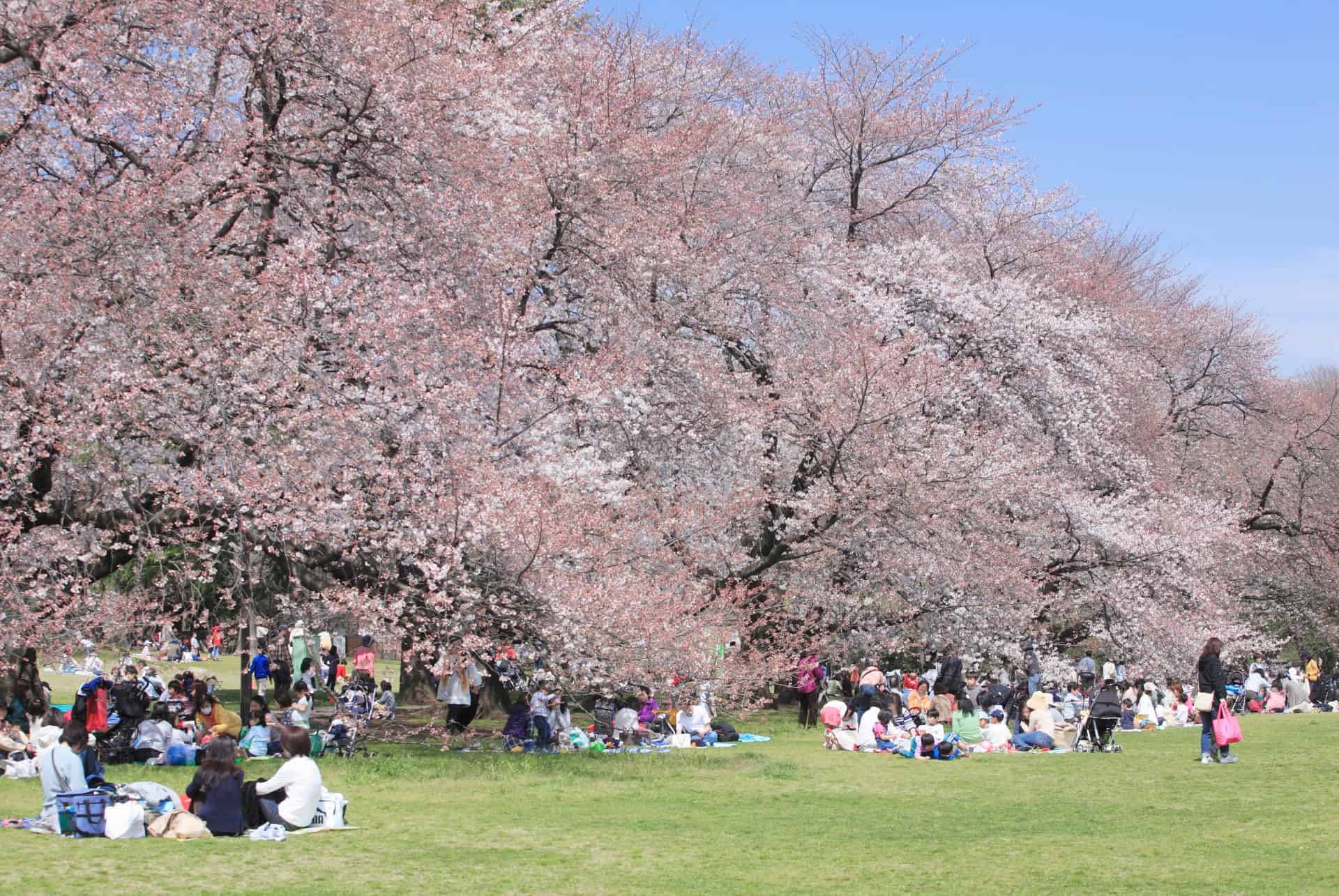 floraison des cerisiers japonais