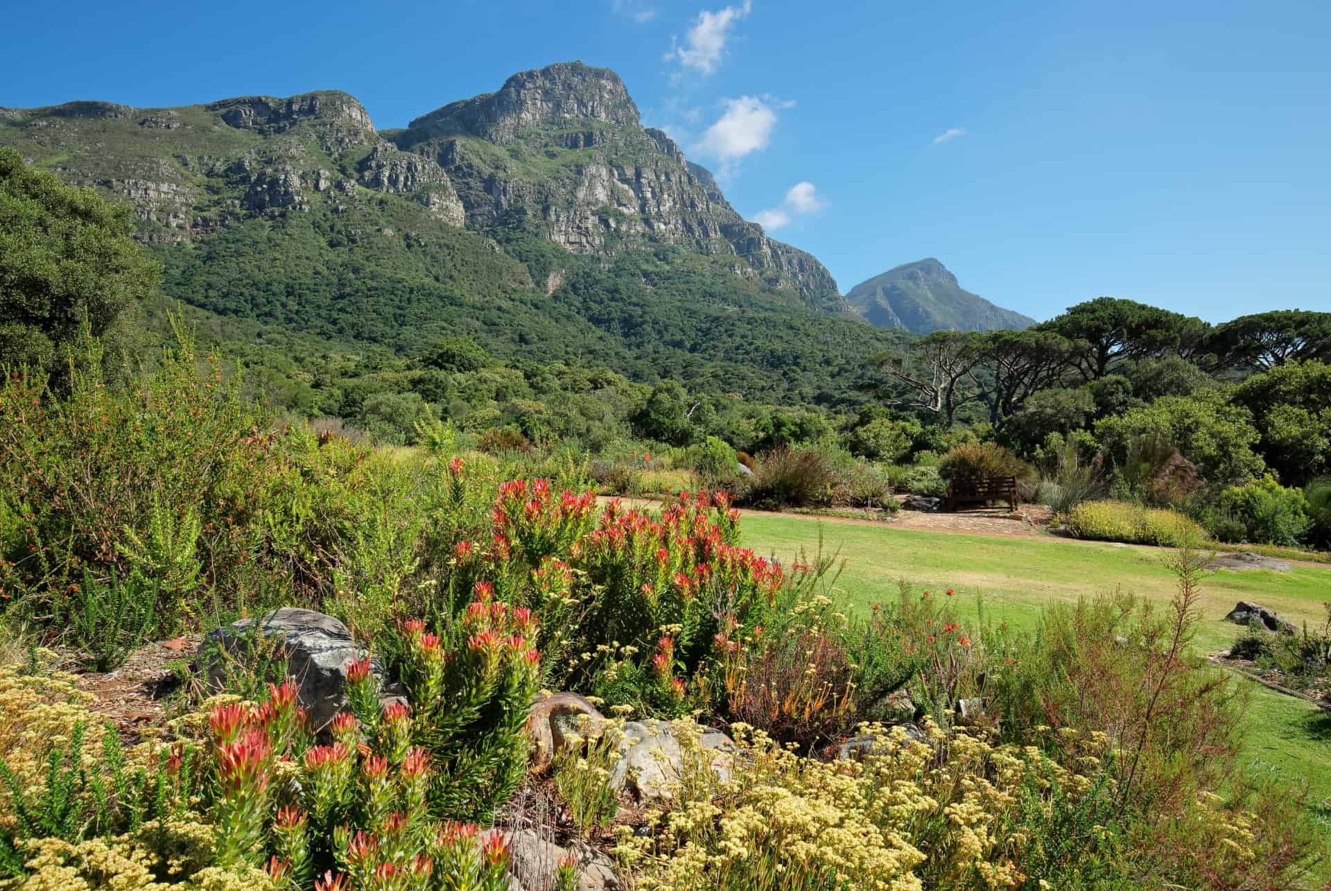 jardin botanique de kirstenbosch