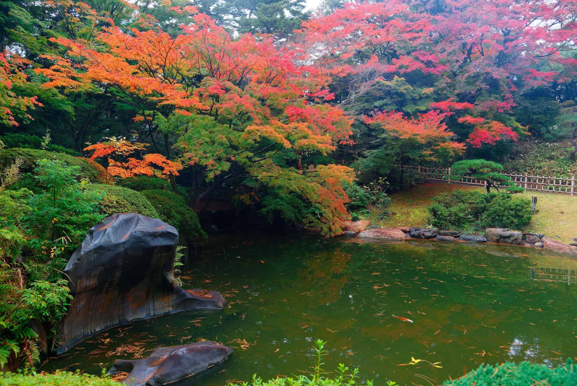 les momijis de tokyo en automne