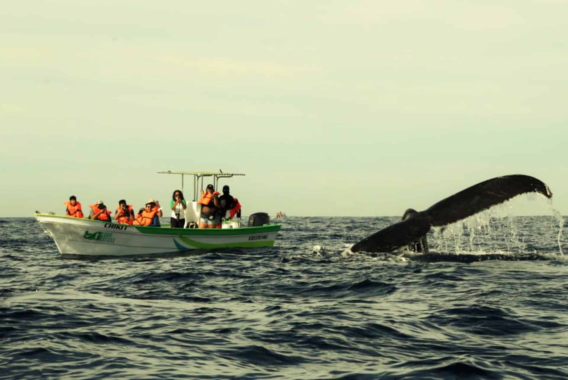 observation baleines excursion à cabo san lucas