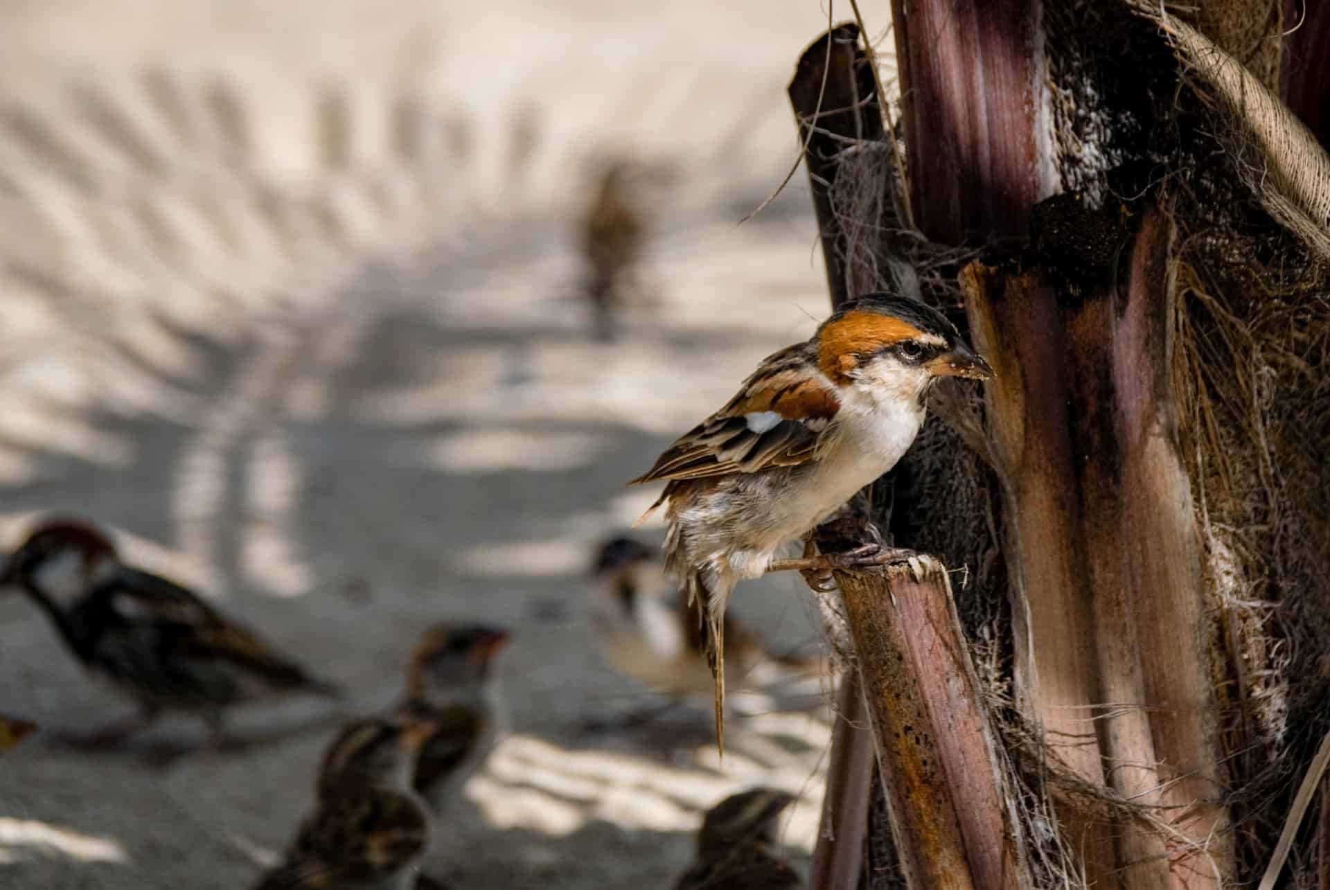 oiseaux au cap vert