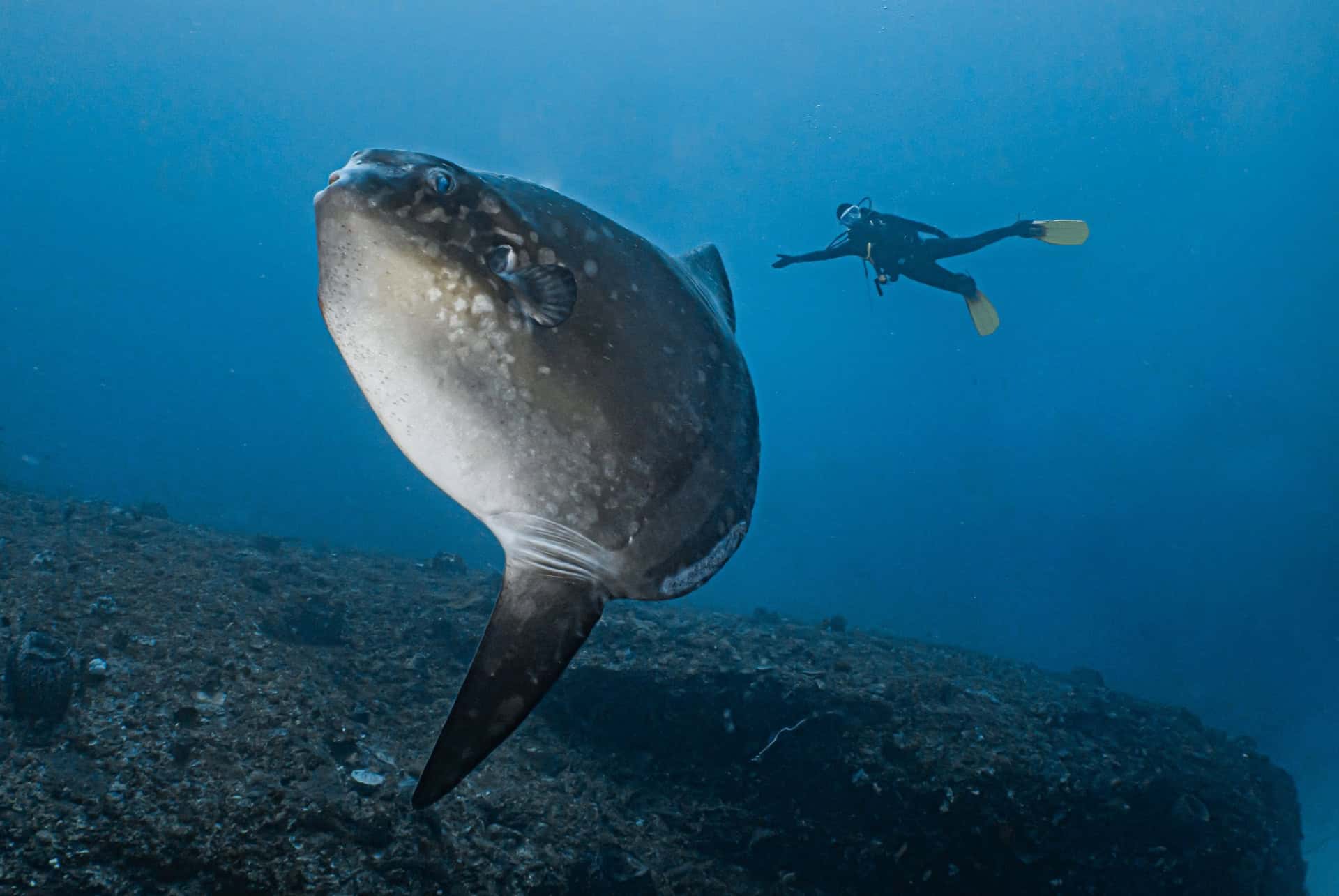 plongée avec poisson lune à bali