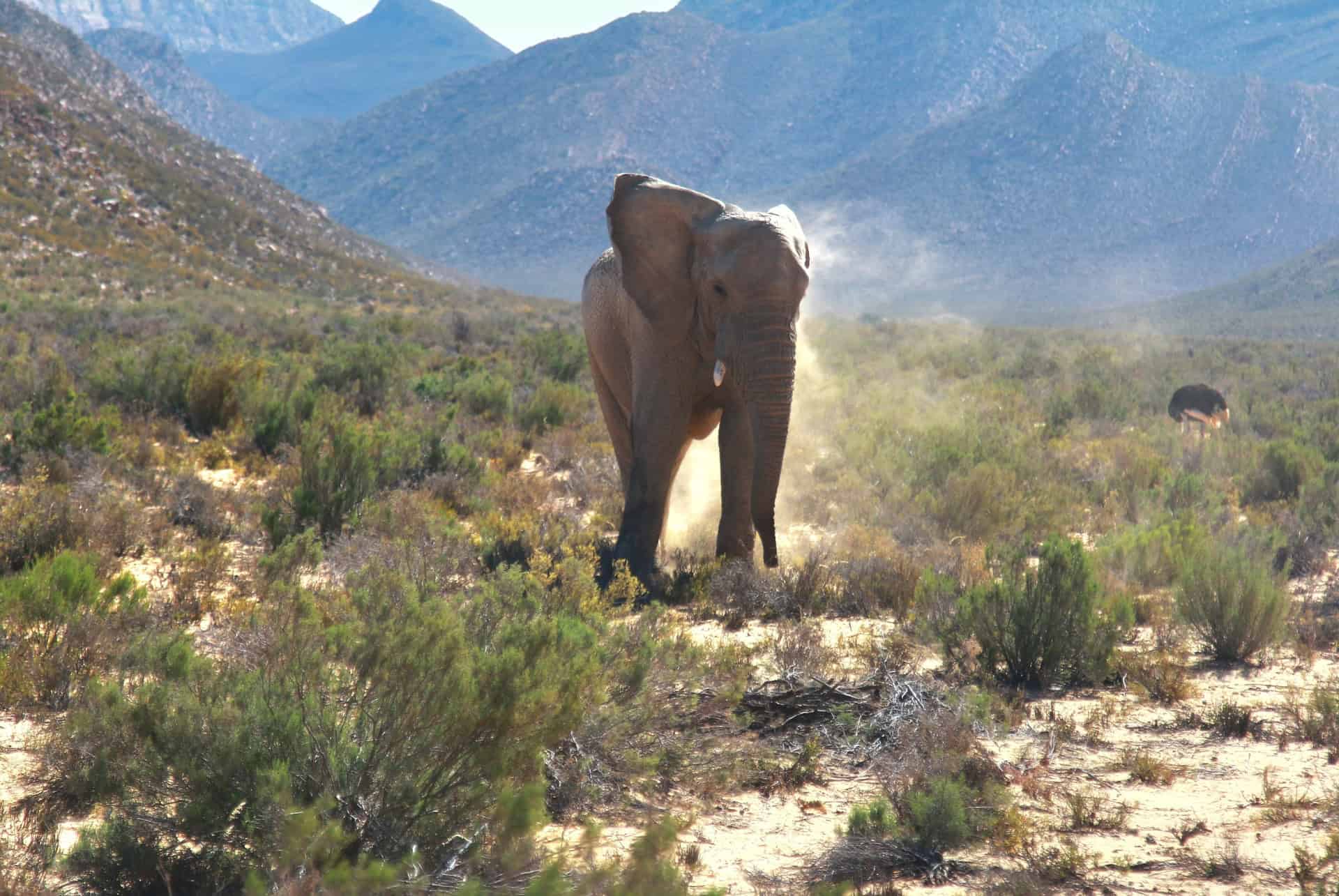 quand partir a cape town pour un safari