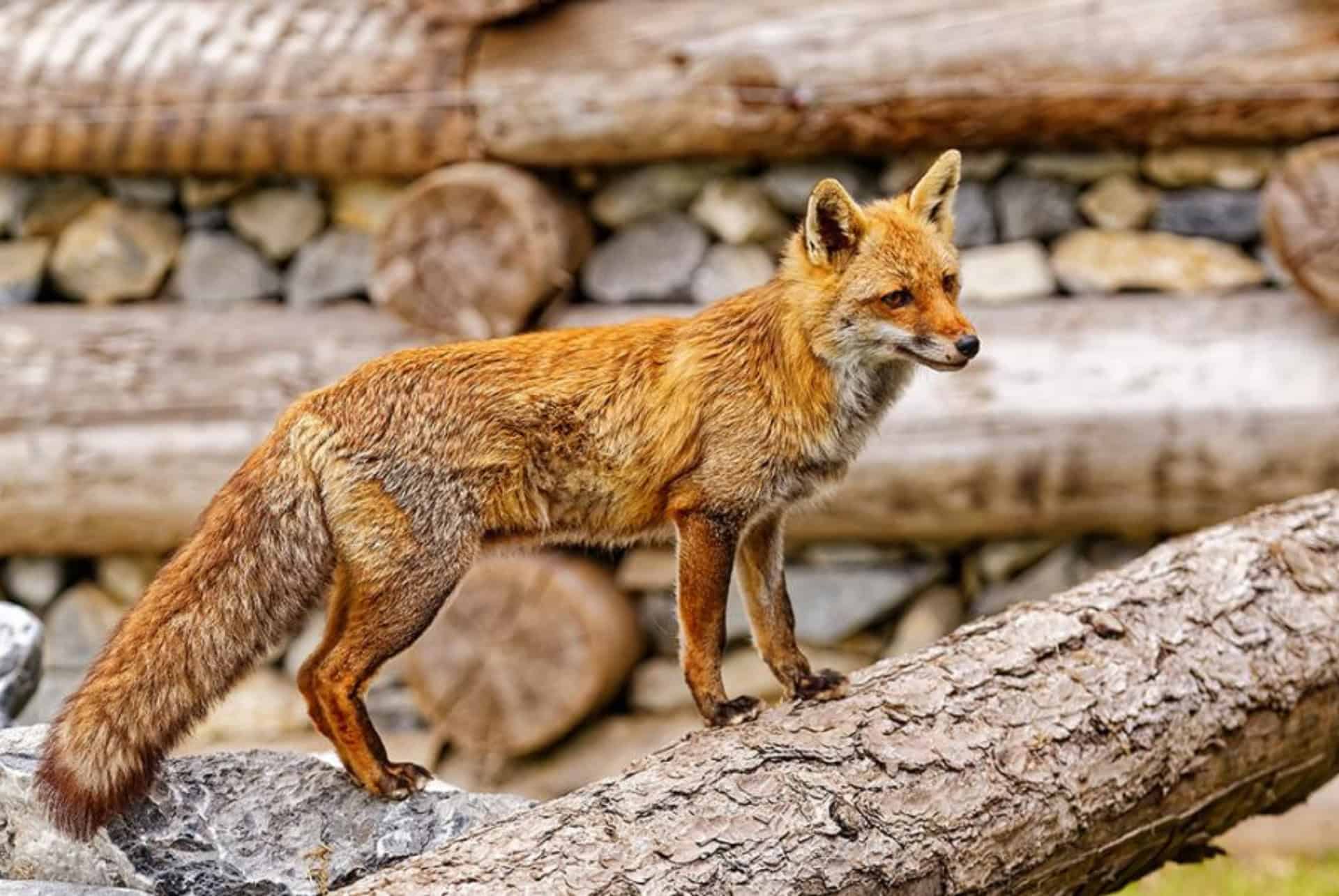 renard parc animalier serre poncon