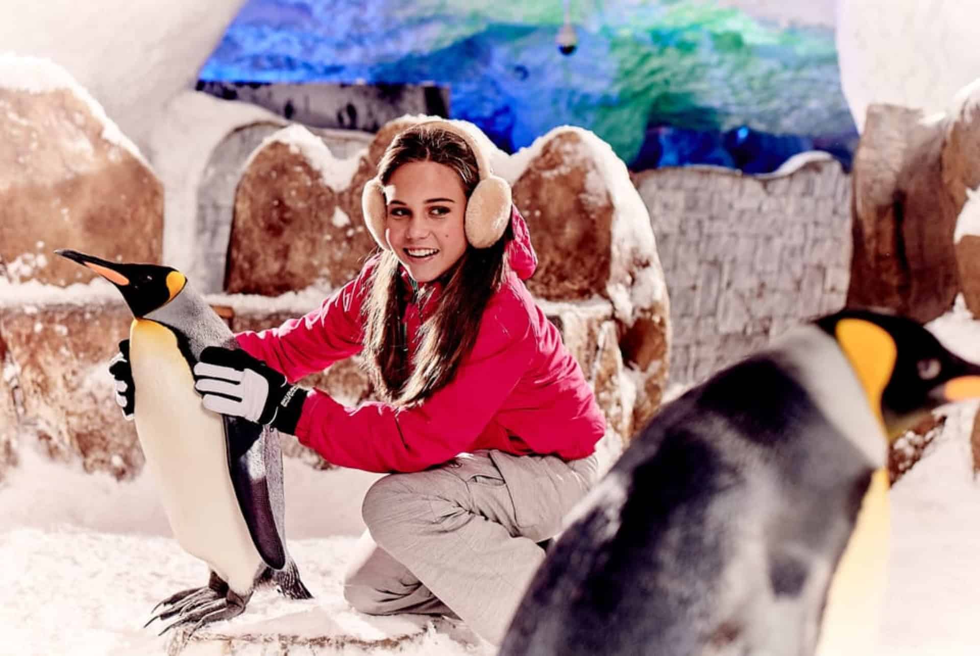 rencontrer des penguins à ski dubai