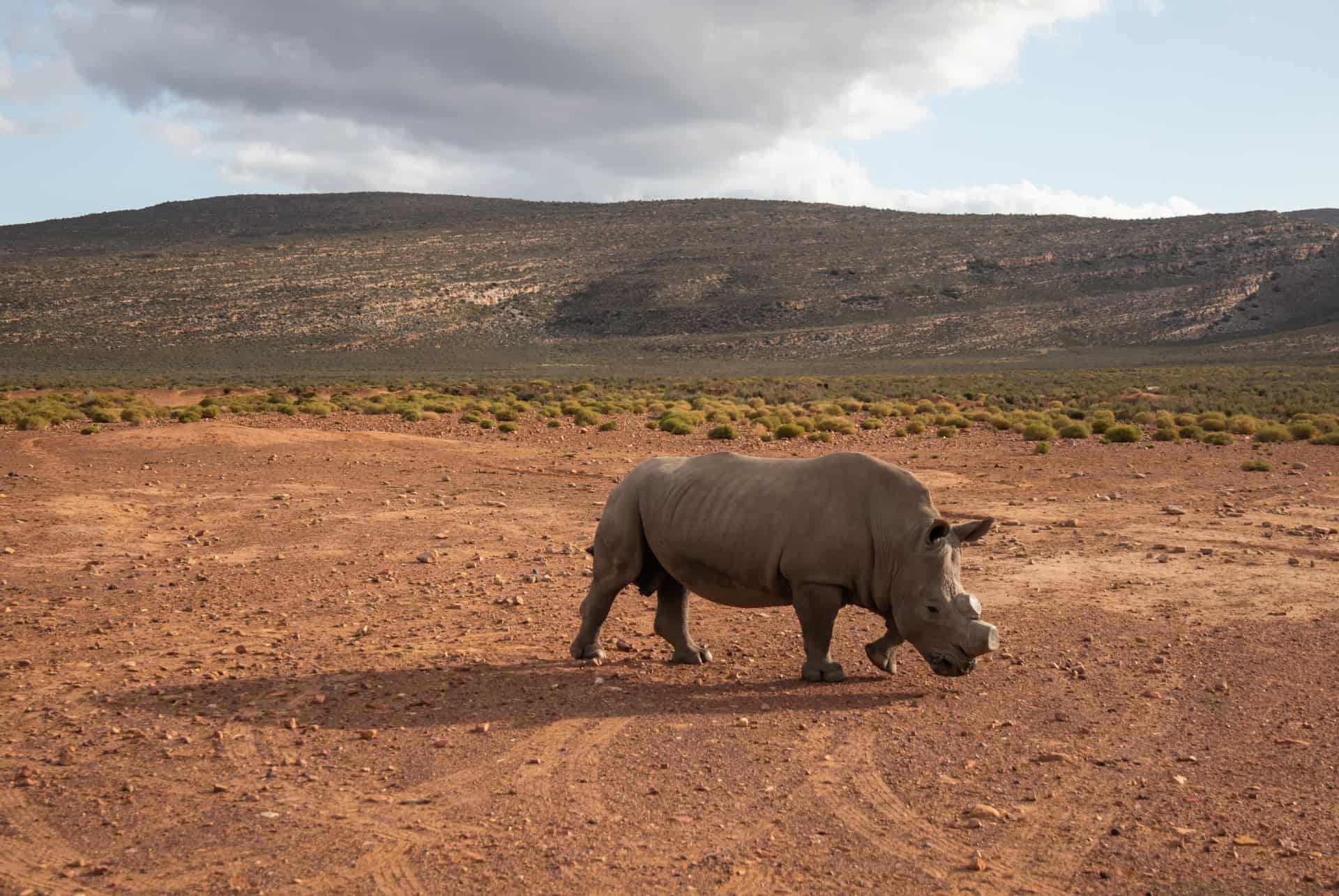 rhinoceros cape town