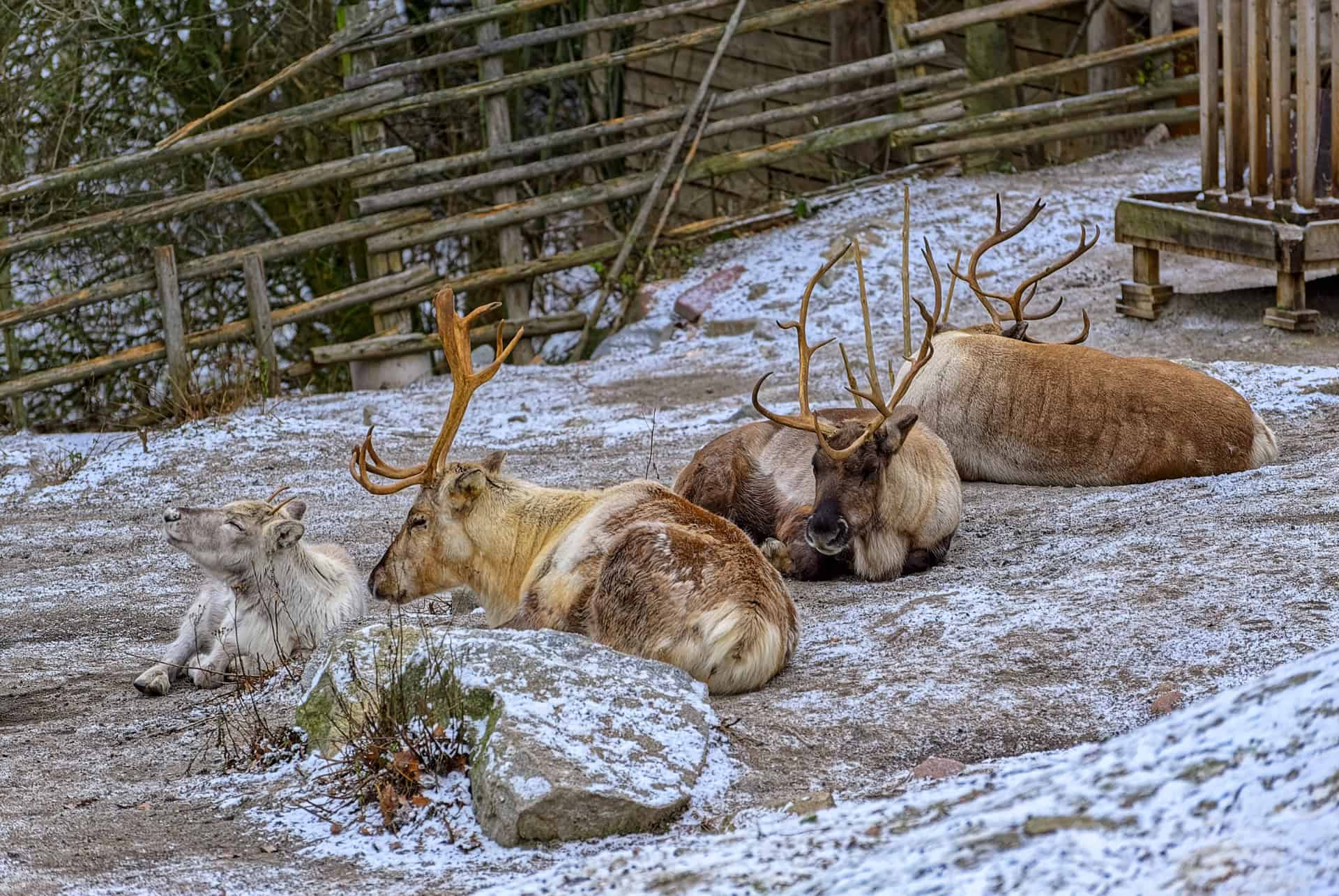 zoo skansen stockholm