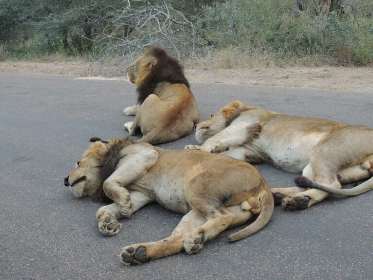 Journée entière de safari avec prise en charge