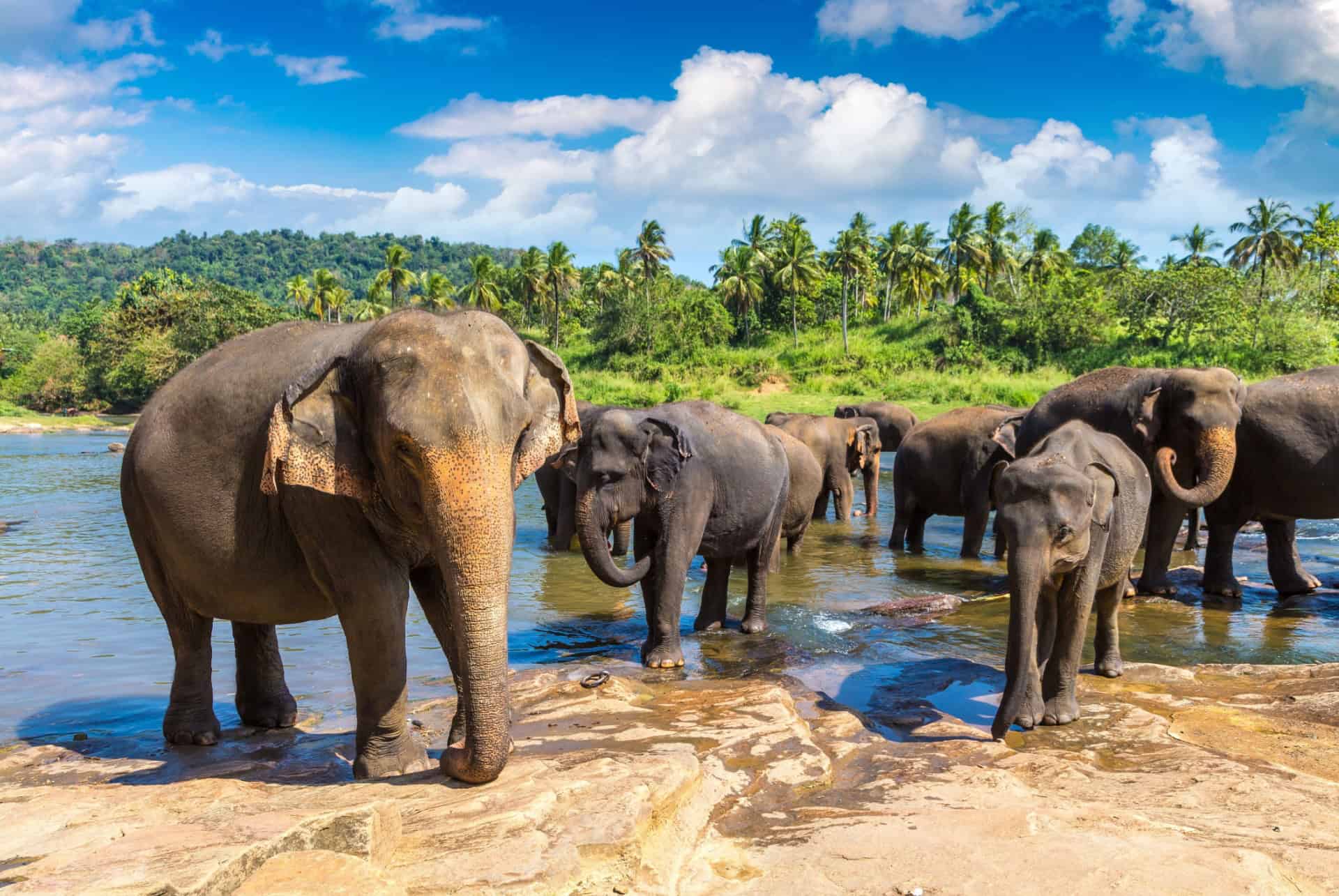 Pinnawala où dormir au sri lanka