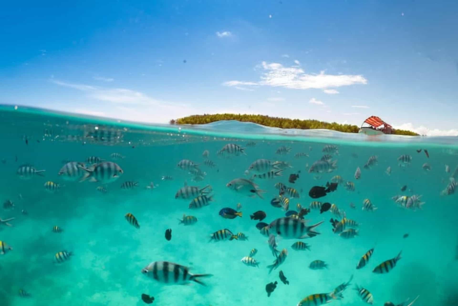 Poissons Mnemba Island