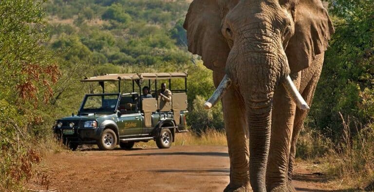 Safari programmé d'une journée dans le parc Kruger au départ de Hoedspruit