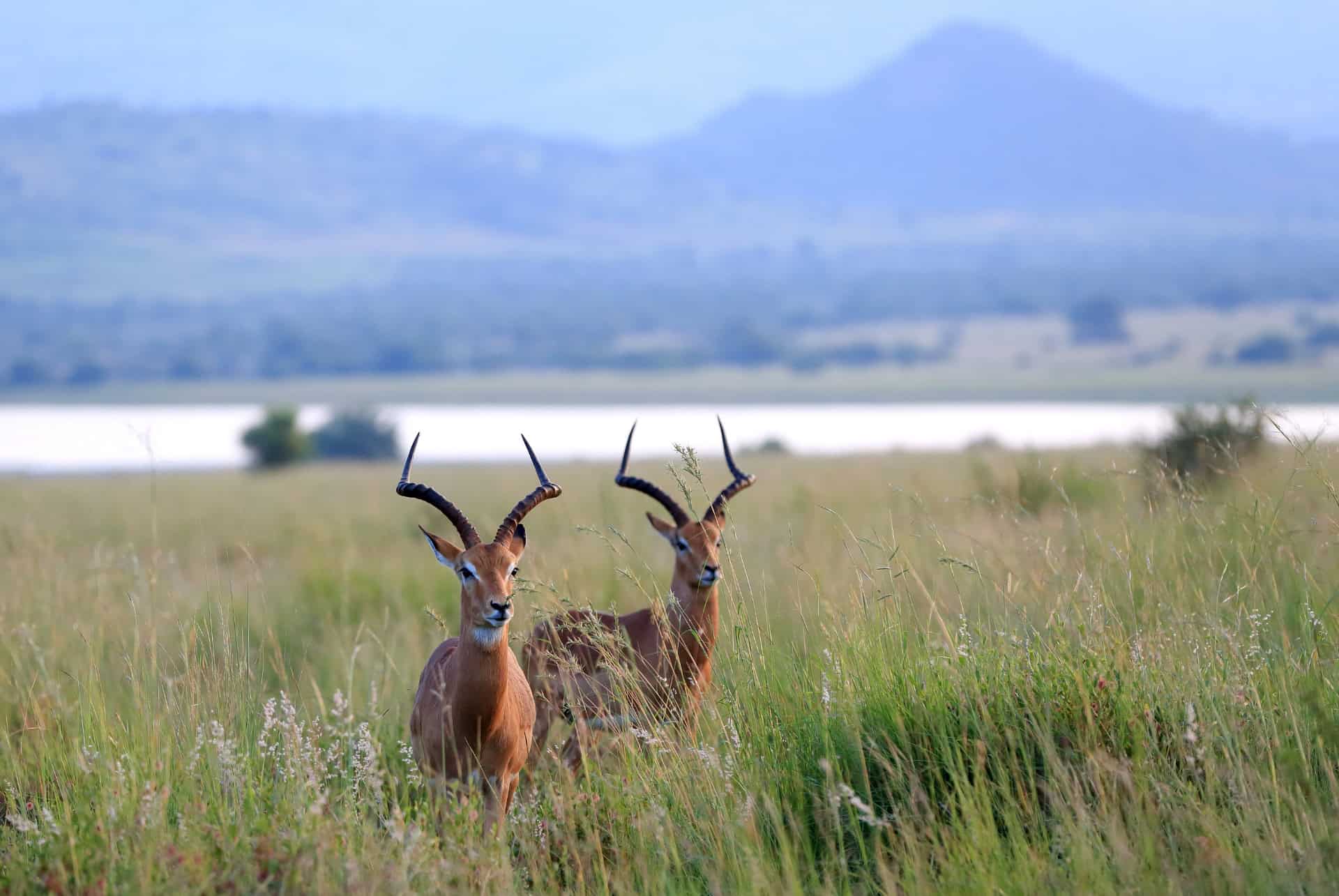 antilopes au parc national de pilanesberg