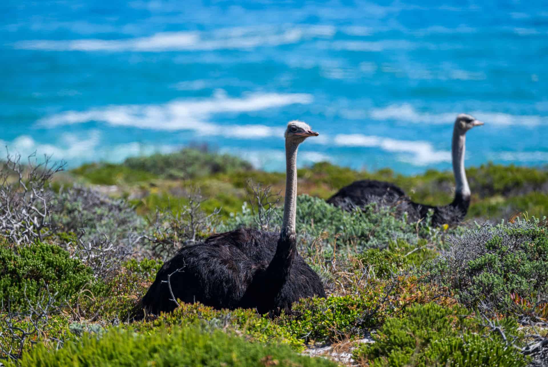 autruches dans la reserve naturelle du cap de bonne esperance