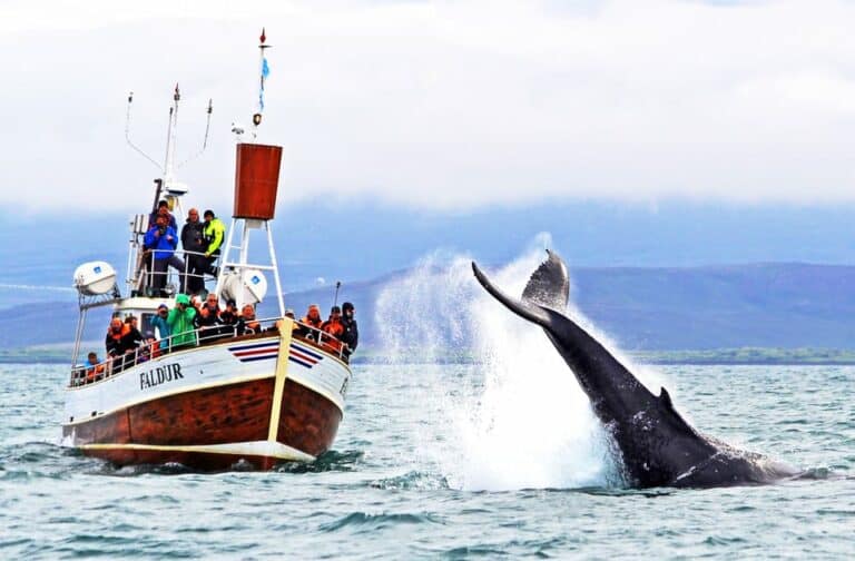 Observation des baleines depuis Husavik