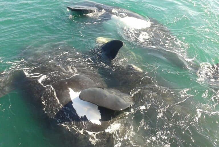 Depuis Hermanus : croisière d'observation des baleines