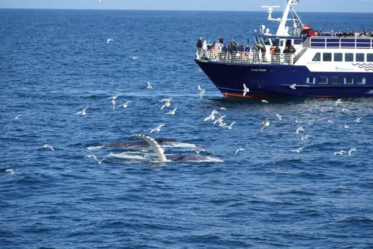 Observation des baleines depuis Reykjavik