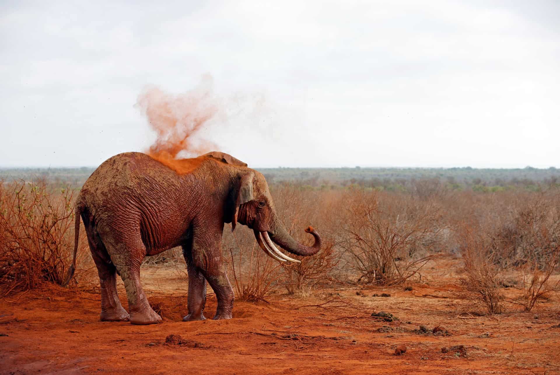 elephant rouge tsavo