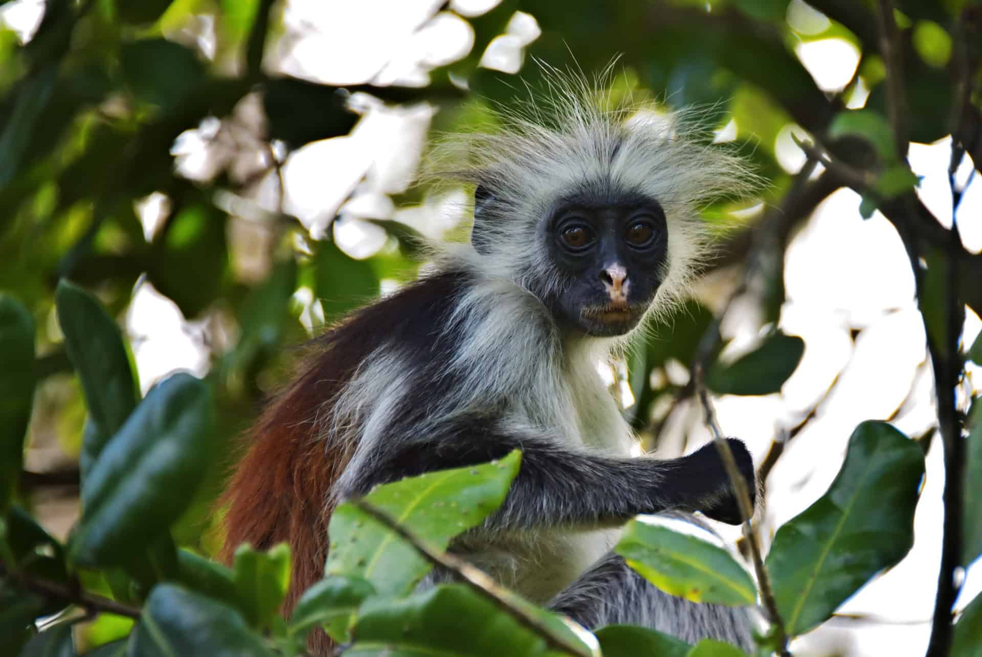 forêt de Jozani bébé singe