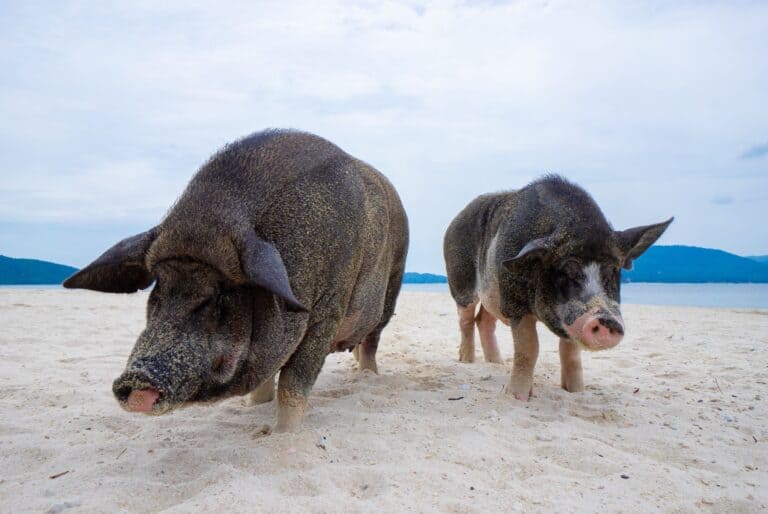 Visite de l'île aux cochons et snorkeling