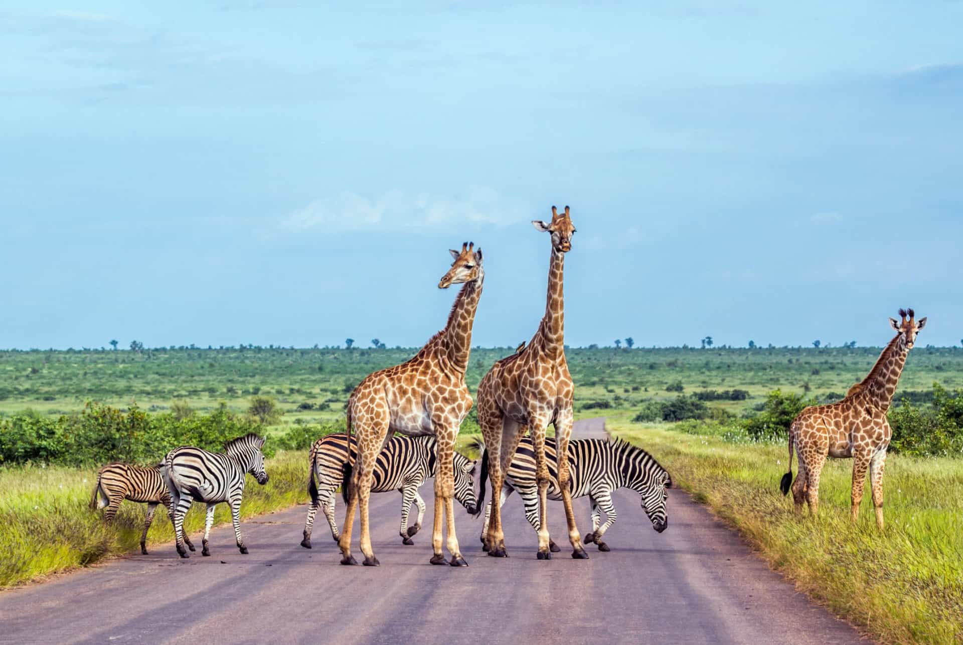 kruger park road