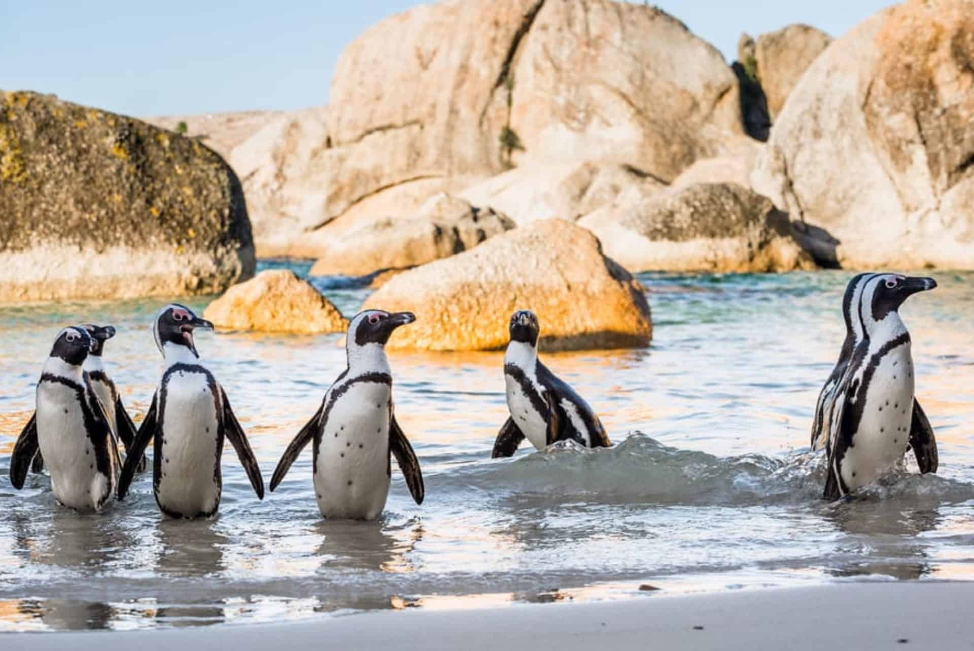 les manchots de boulders beach