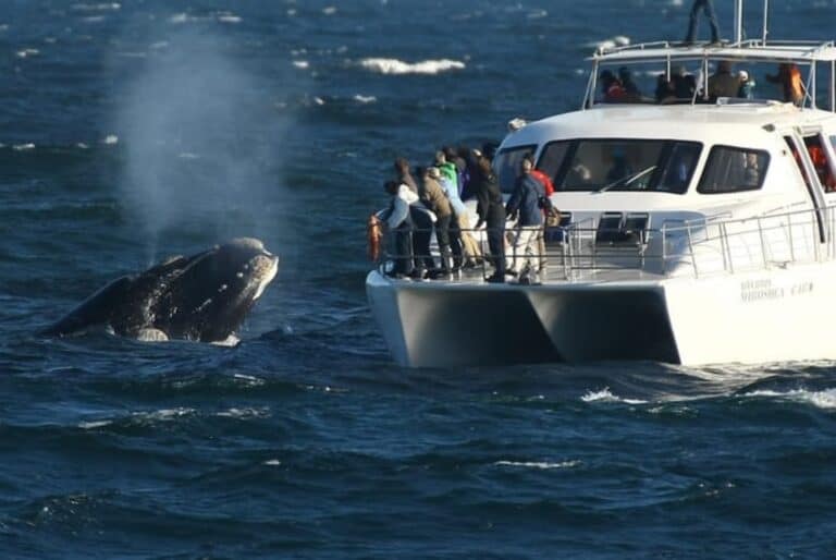 Observation des baleines et des dauphins