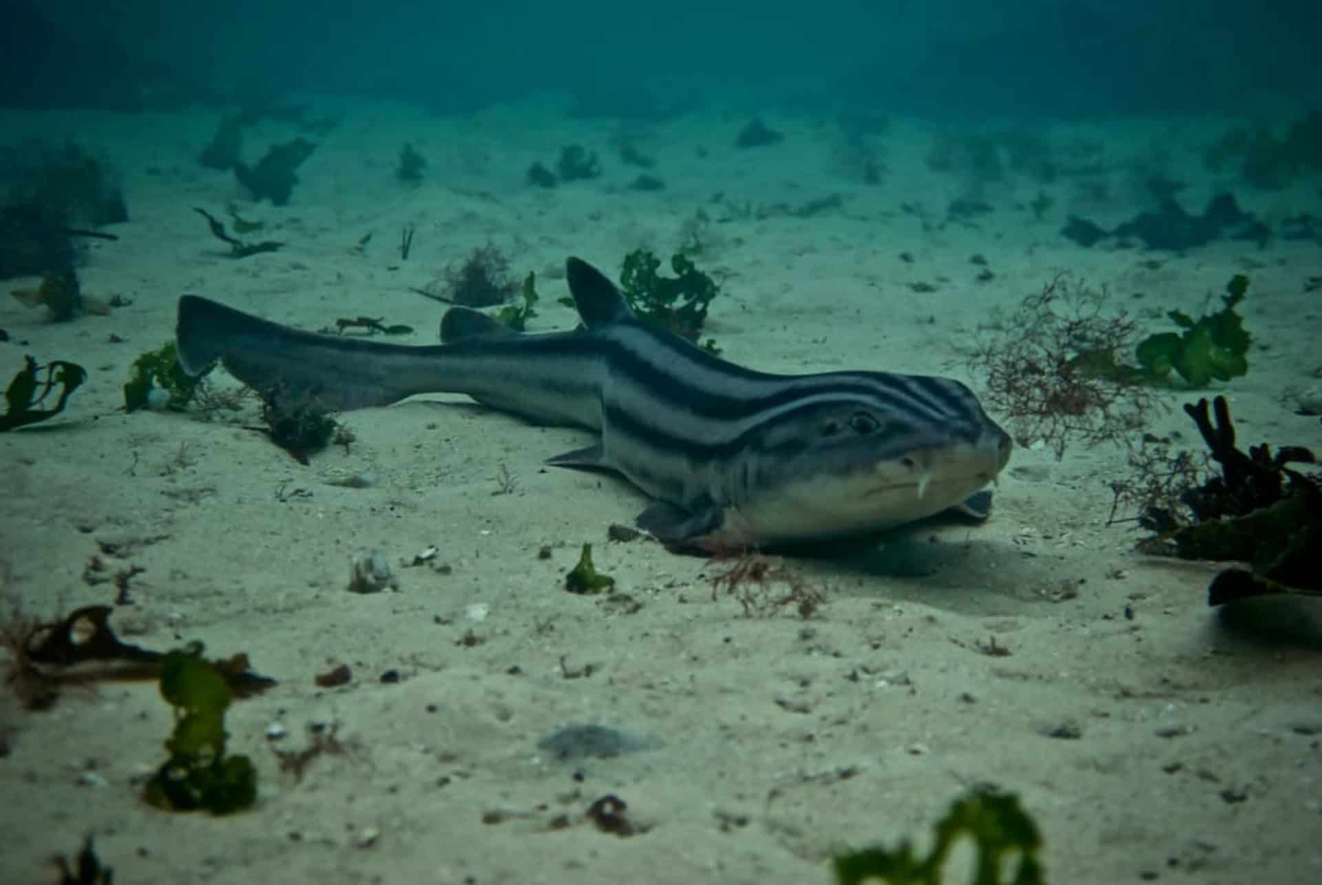 petit requin dans les eaux du cap