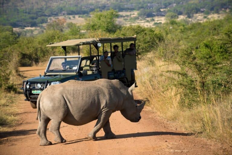 Mini safari d'une journée au départ de Johannesburg