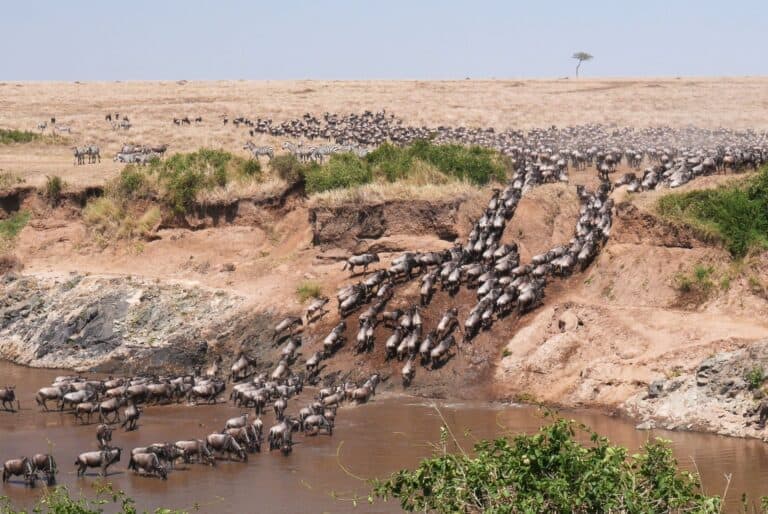 Safari de 3 jours dans le Masai Mara