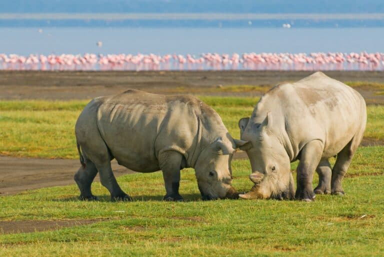 Safari de 6 jours Masai Mara, lac Nakuru et Amboseli