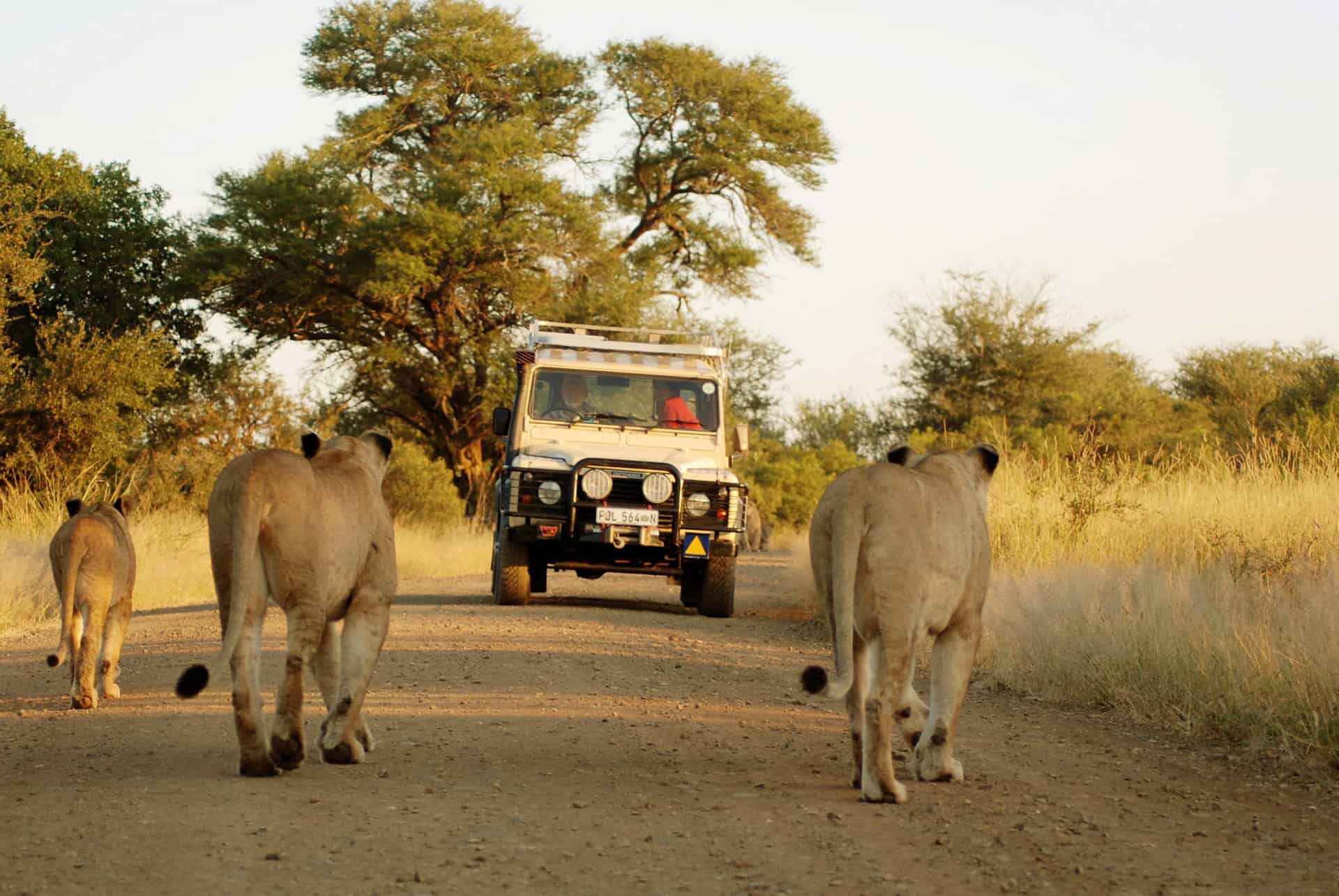 safari au parc national kruger