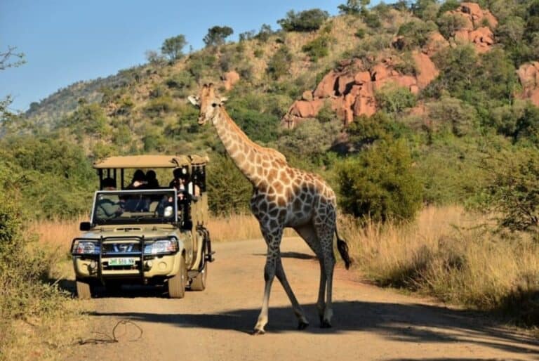 Safari de 3 h au départ de Sun City