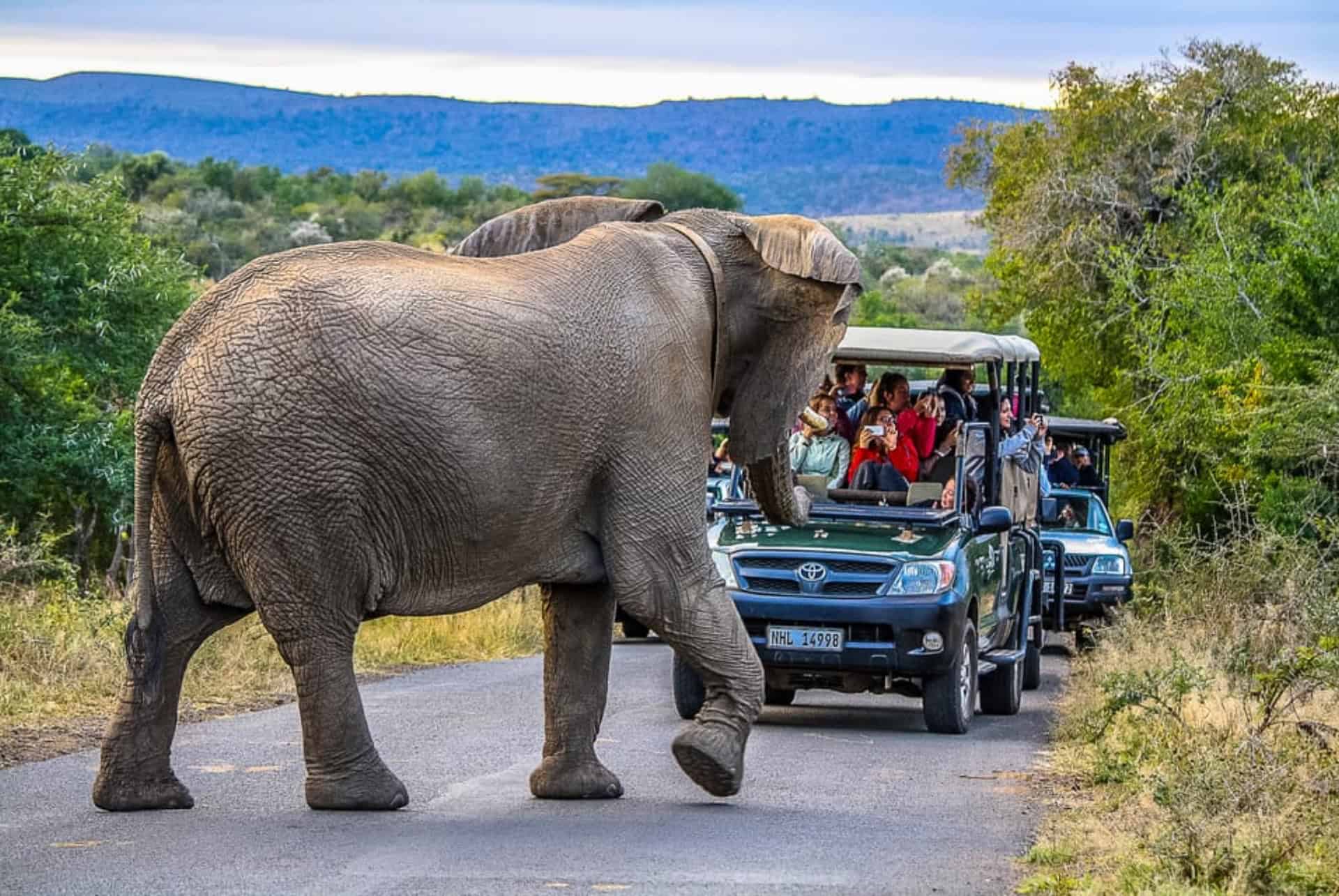 safari hluhluwe imfolozi