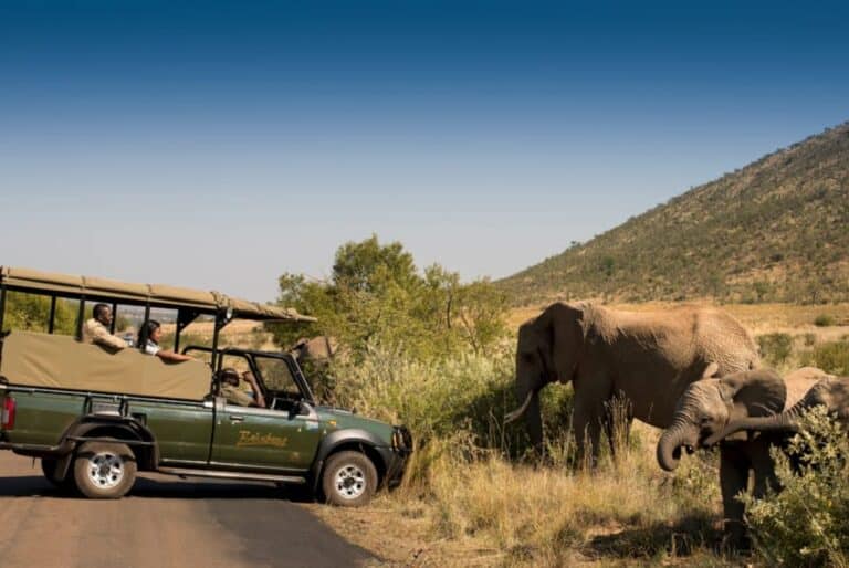 Safari dans la réserve de Pilanesberg